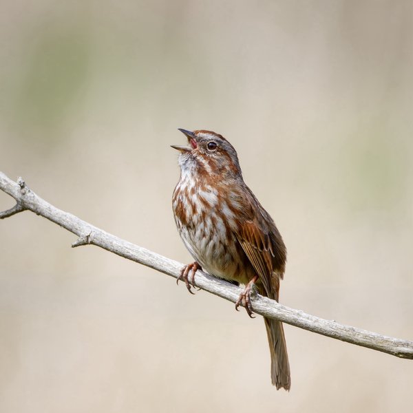 Song Sparrow