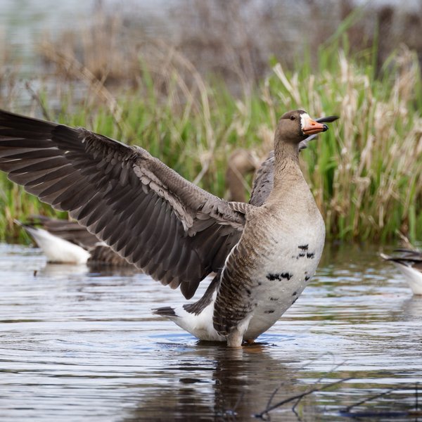 Greater White-fronted Goose