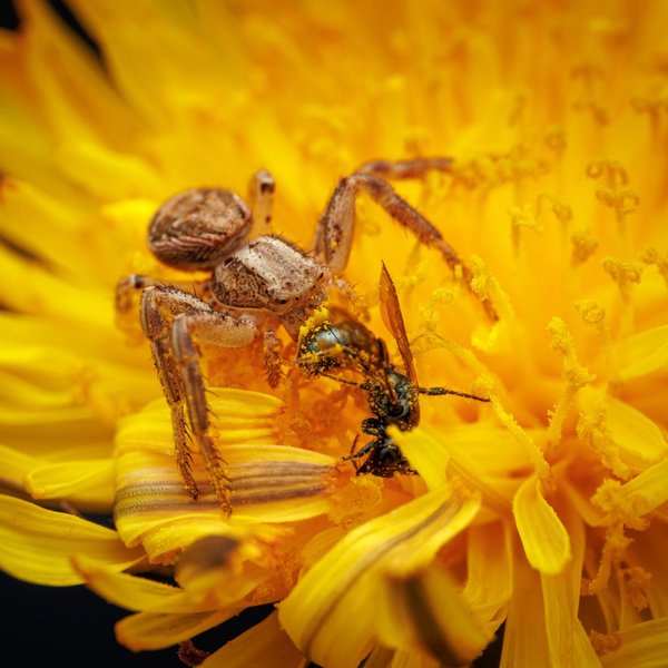 Crab Spider