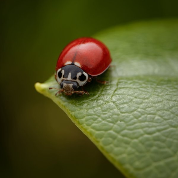 Western Blood-red Lady Beetle