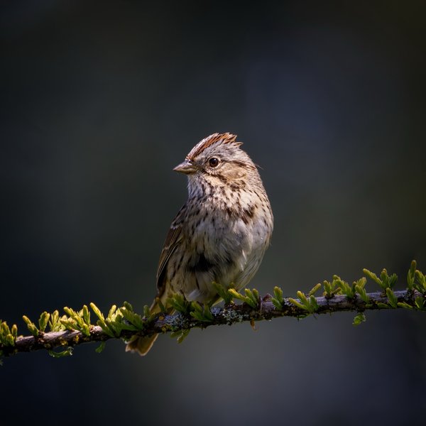 Lincoln's Sparrow