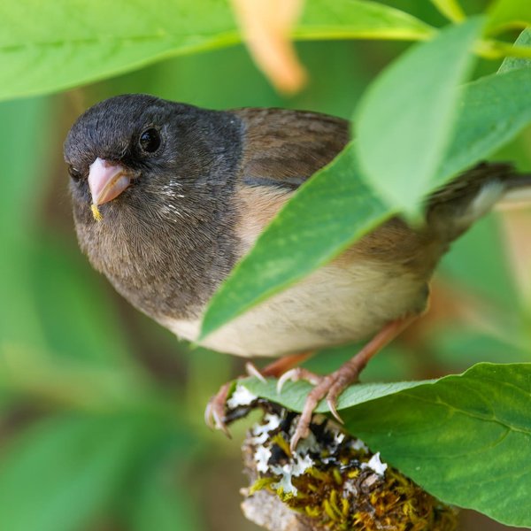 Dark-eyed Junco