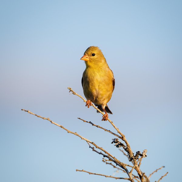 American Goldfinch