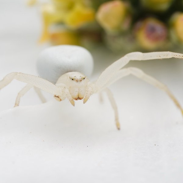 Crab Spider