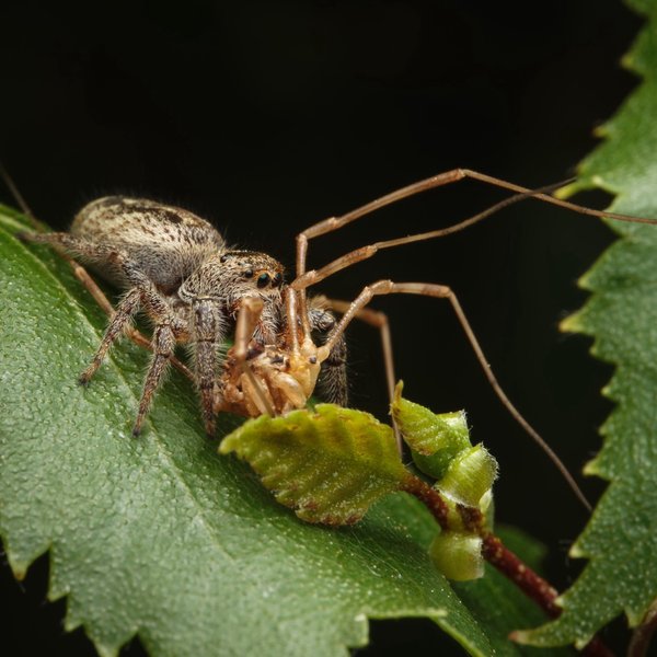 Jumping Spider and Harvestman