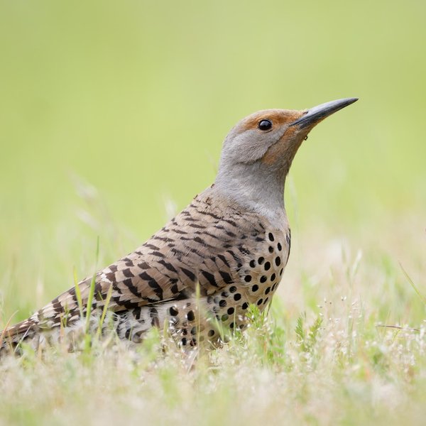 Northern Flicker