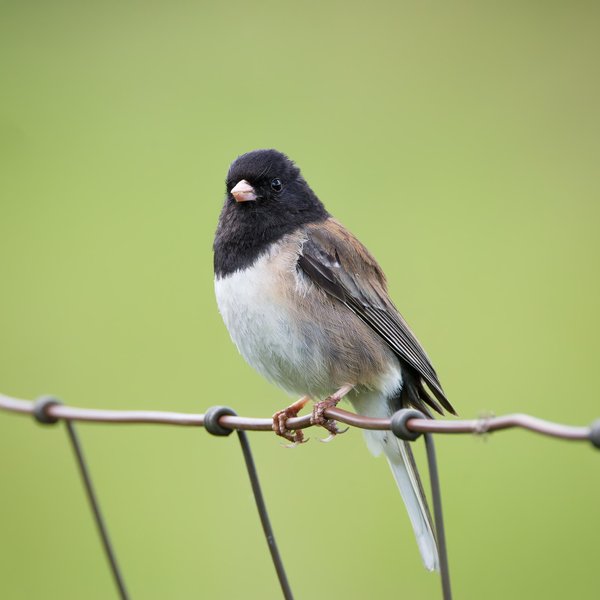 Dark-eyed Junco