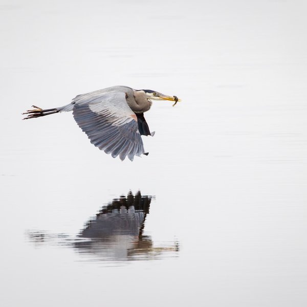 Great Blue Heron