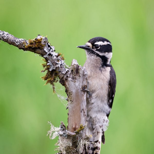 Downy Woodpecker