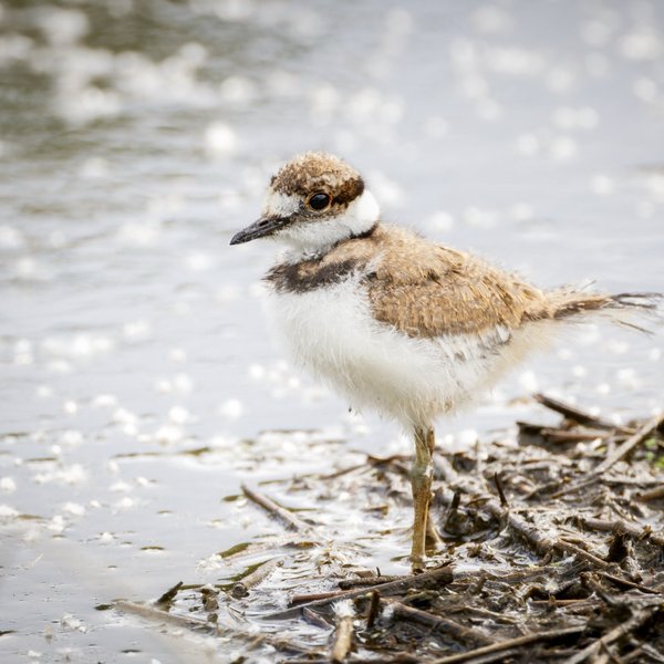 Killdeer