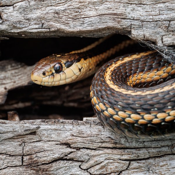 Garter Snake