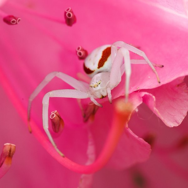 Crab Spider