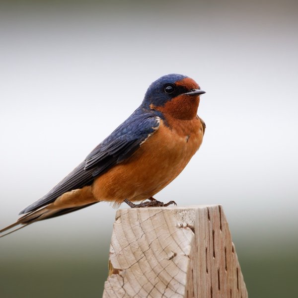 Barn Swallow