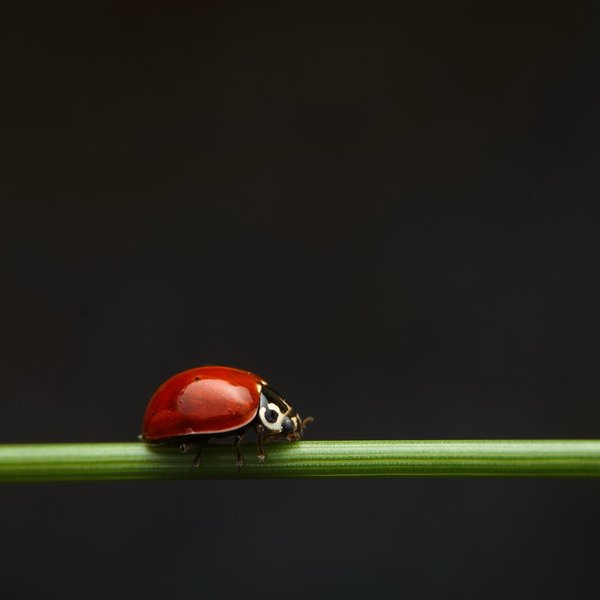 Western Blood-red Lady Beetle
