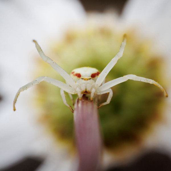 Crab Spider