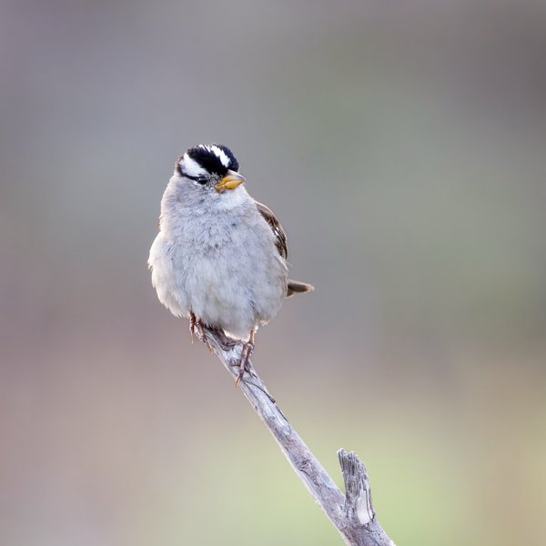 White-crowned Sparrow