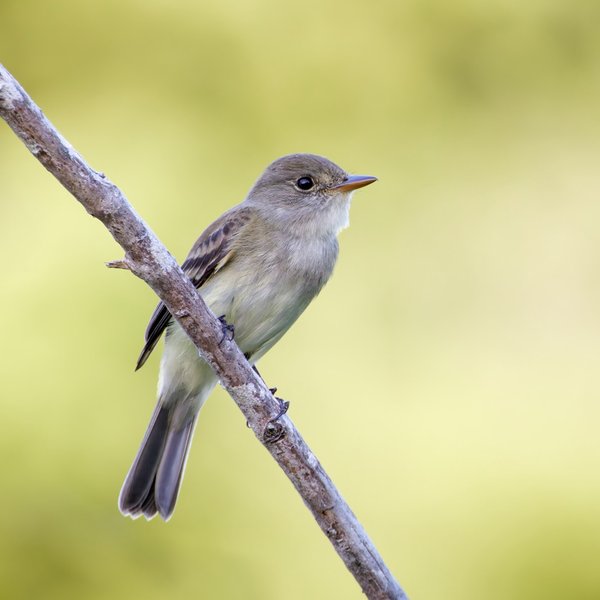 Willow Flycatcher