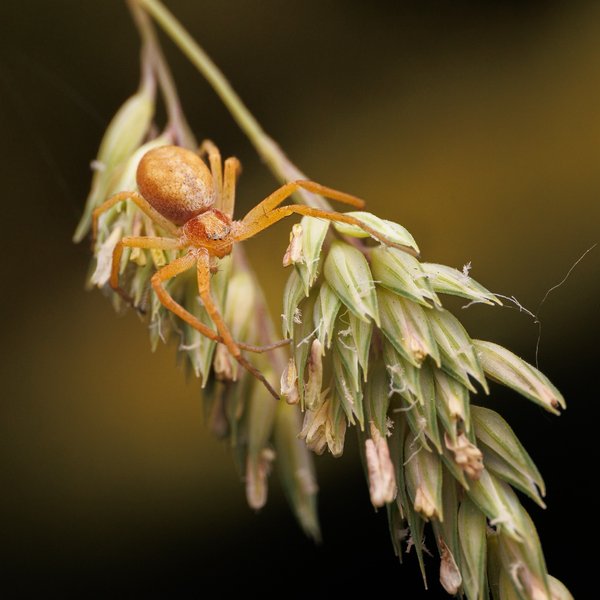 Crab Spider