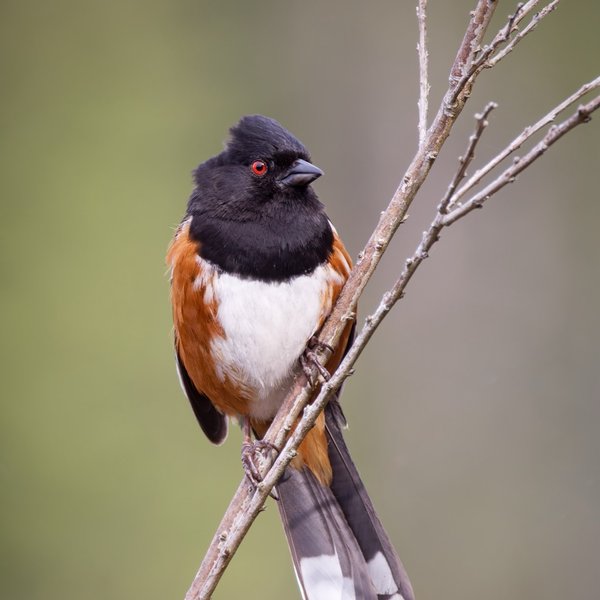 Spotted Towhee
