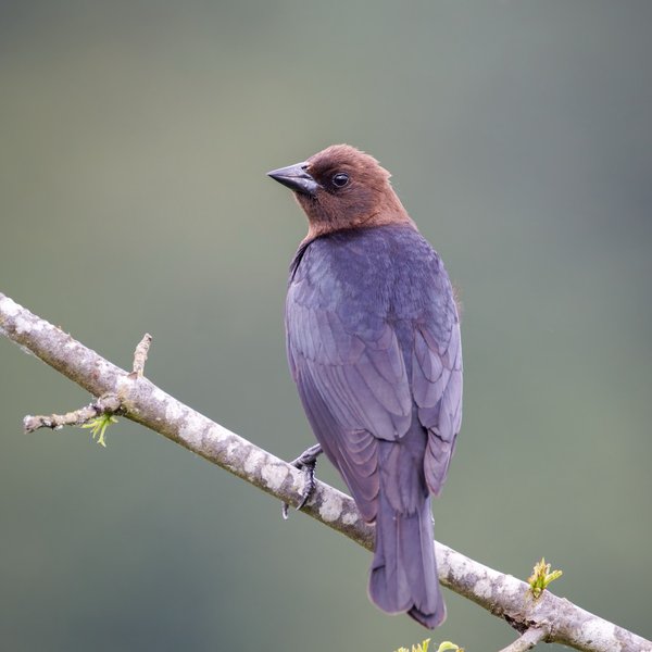 Brown-headed Cowbird
