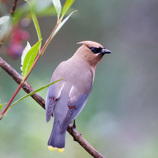 Cedar Waxwing