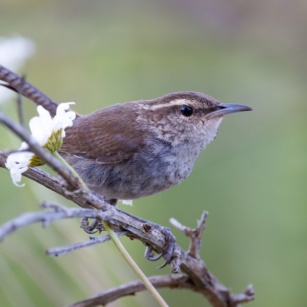 Bewick's Wren