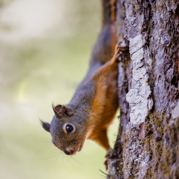 Douglas Squirrel
