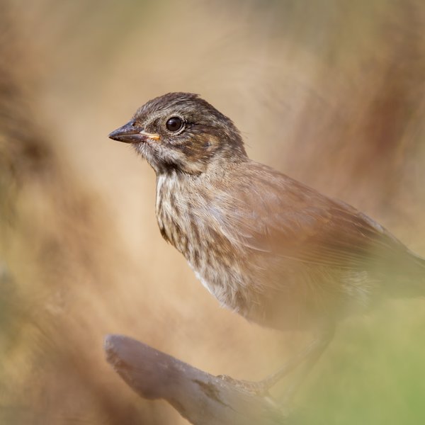Song Sparrow