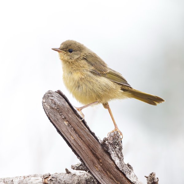 Common Yellowthroat
