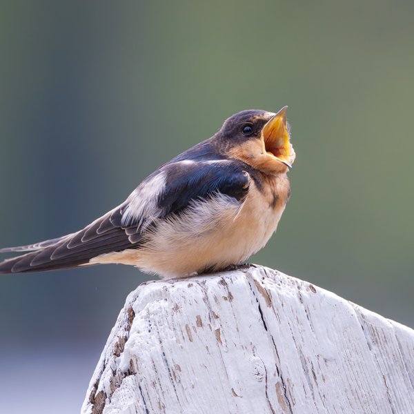 Barn Swallow