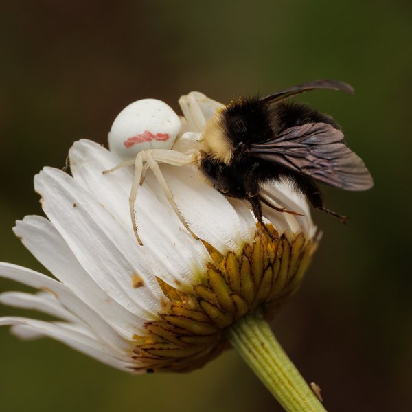 Crab Spider and Bumblebee