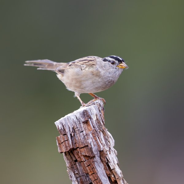White-crowned Sparrow