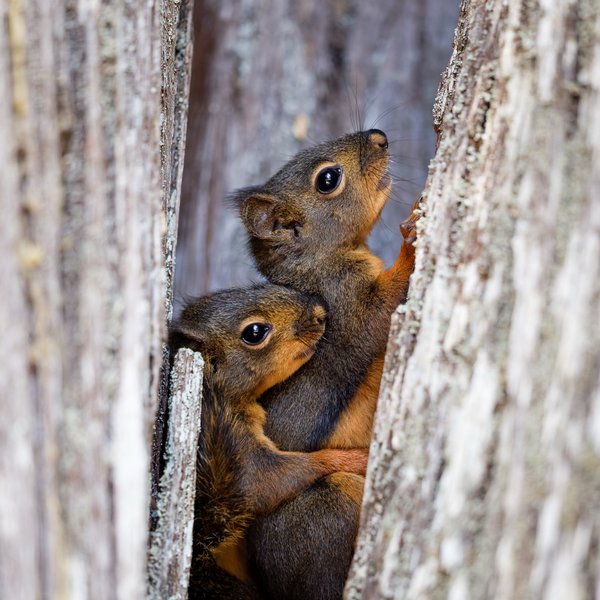 Douglas Squirrels