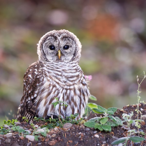 Barred Owl