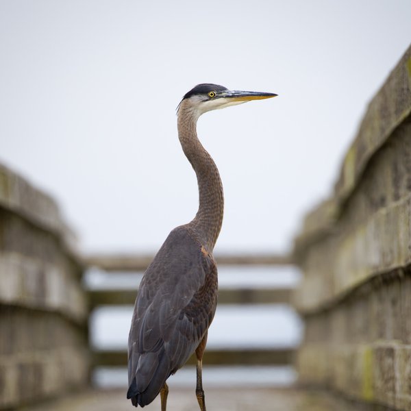 Great Blue Heron