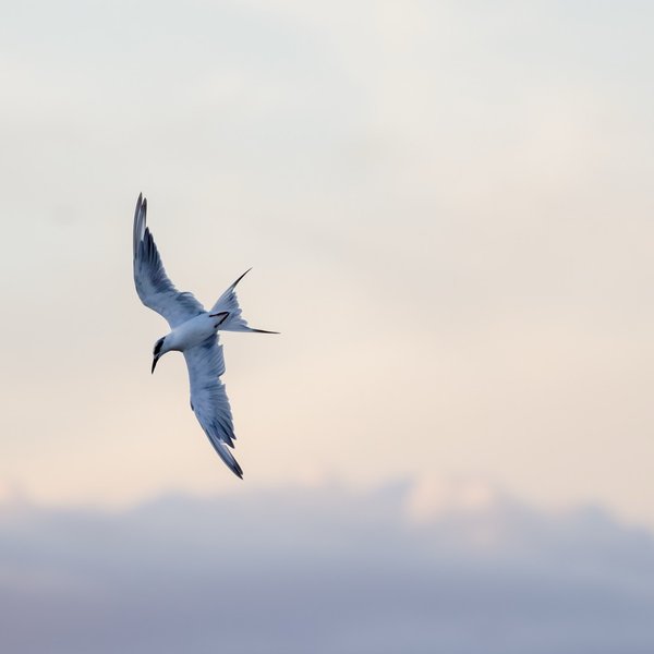 Forsters Tern