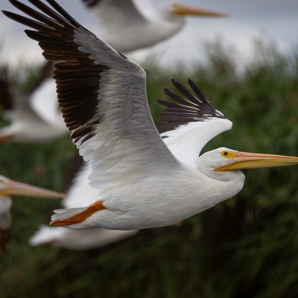 American White Pelican