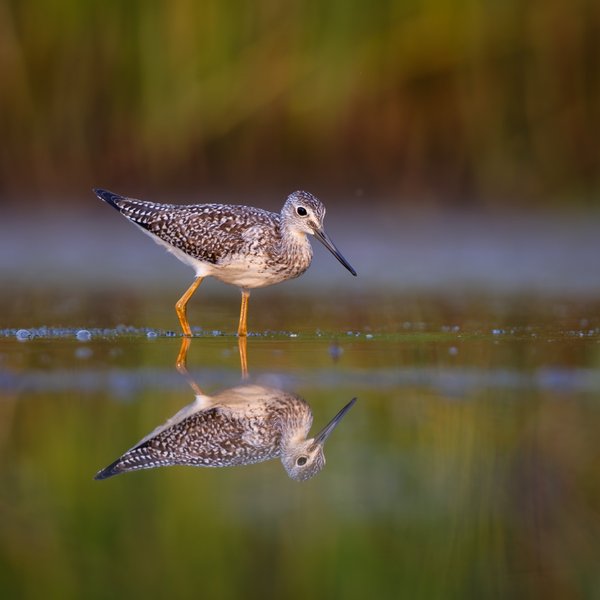 Greater Yellowlegs