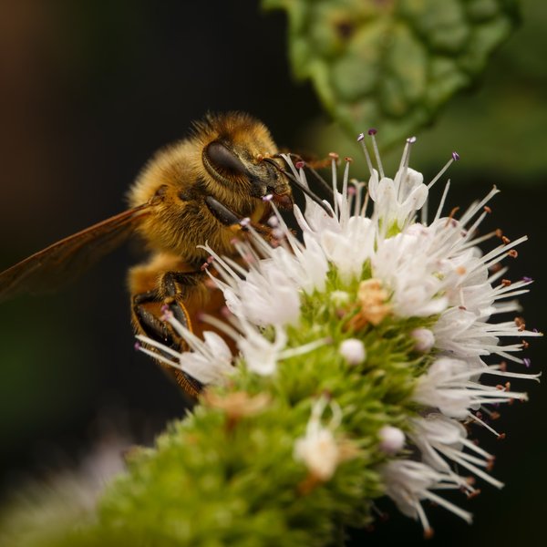 Honey Bee