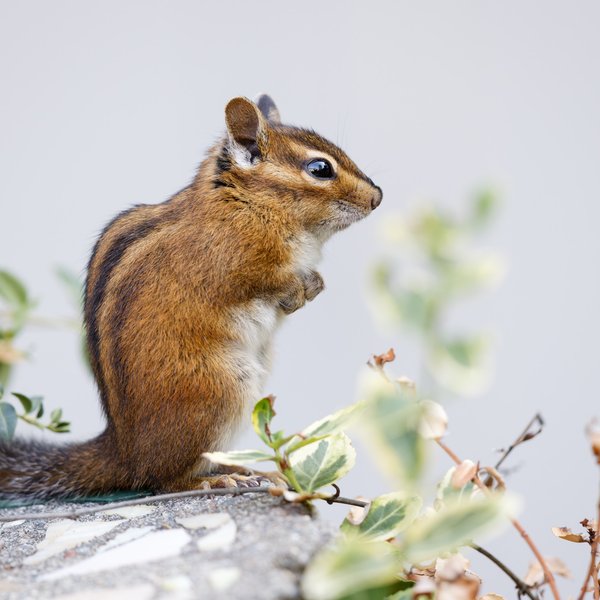 Townsend's Chipmunk