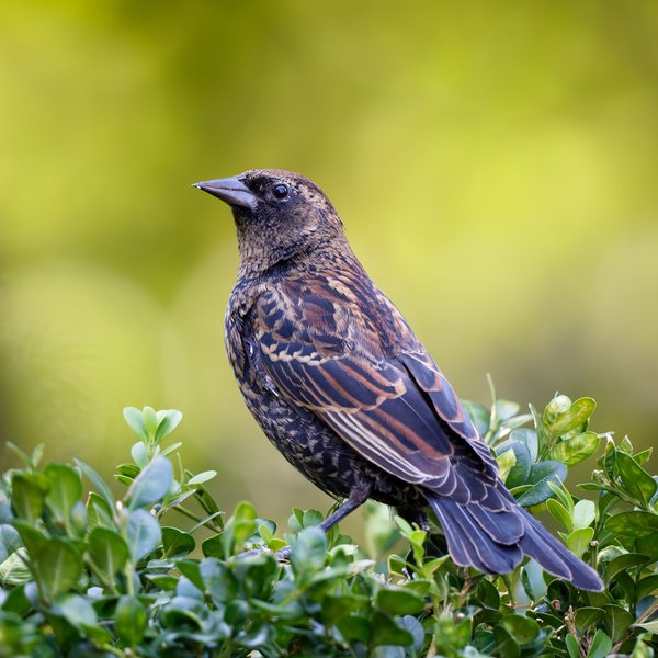 Red-winged Blackbird