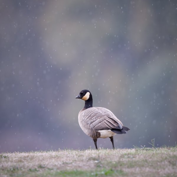 Cackling Goose