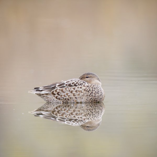 Northern Shoveler