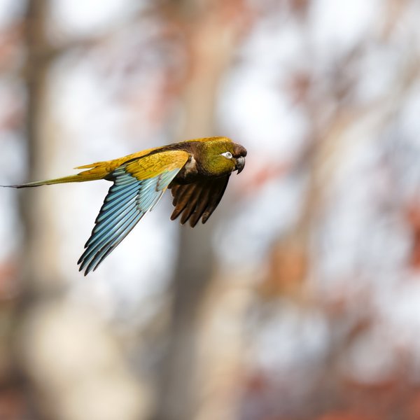 Burrowing Parakeet