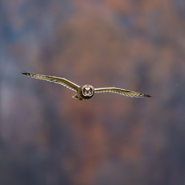 Short-eared Owl