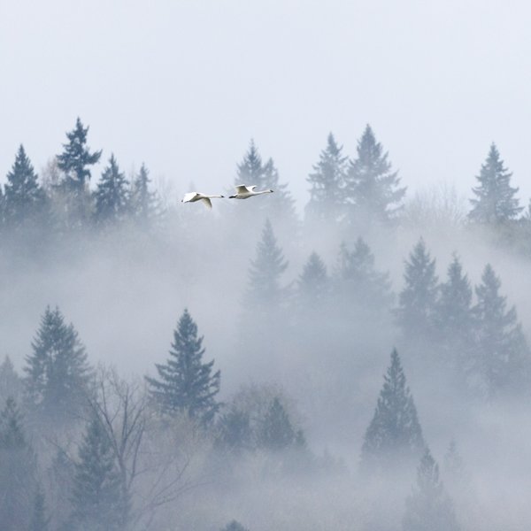 Trumpeter Swans