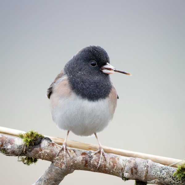 Dark-eyed Junco