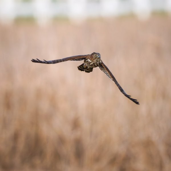 Cooper's Hawk