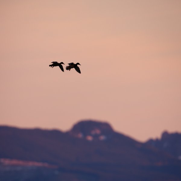 Mallards