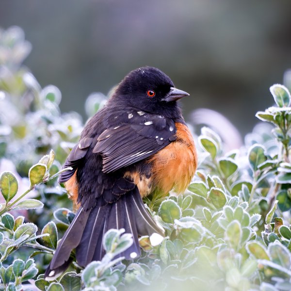 Spotted Towhee